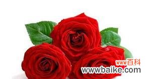 用33朵玫瑰传递浓浓爱意的花语 33朵玫瑰的花语