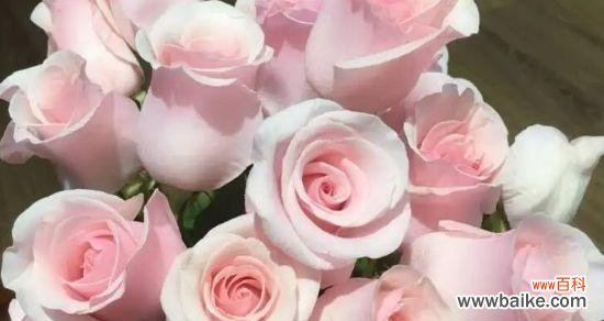 探寻五朵玫瑰花所代表的花语之谜 玫瑰花语之五朵玫瑰的意义