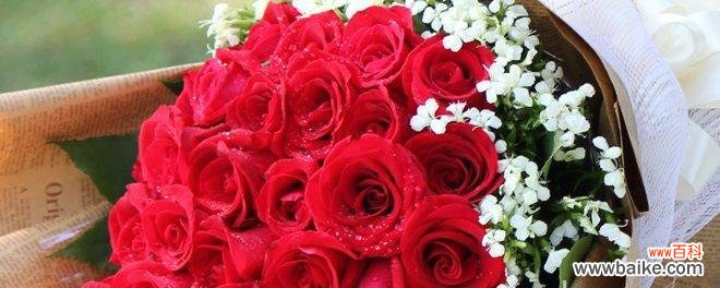 玫瑰花语与情感的纠结与解脱 花语的奥秘