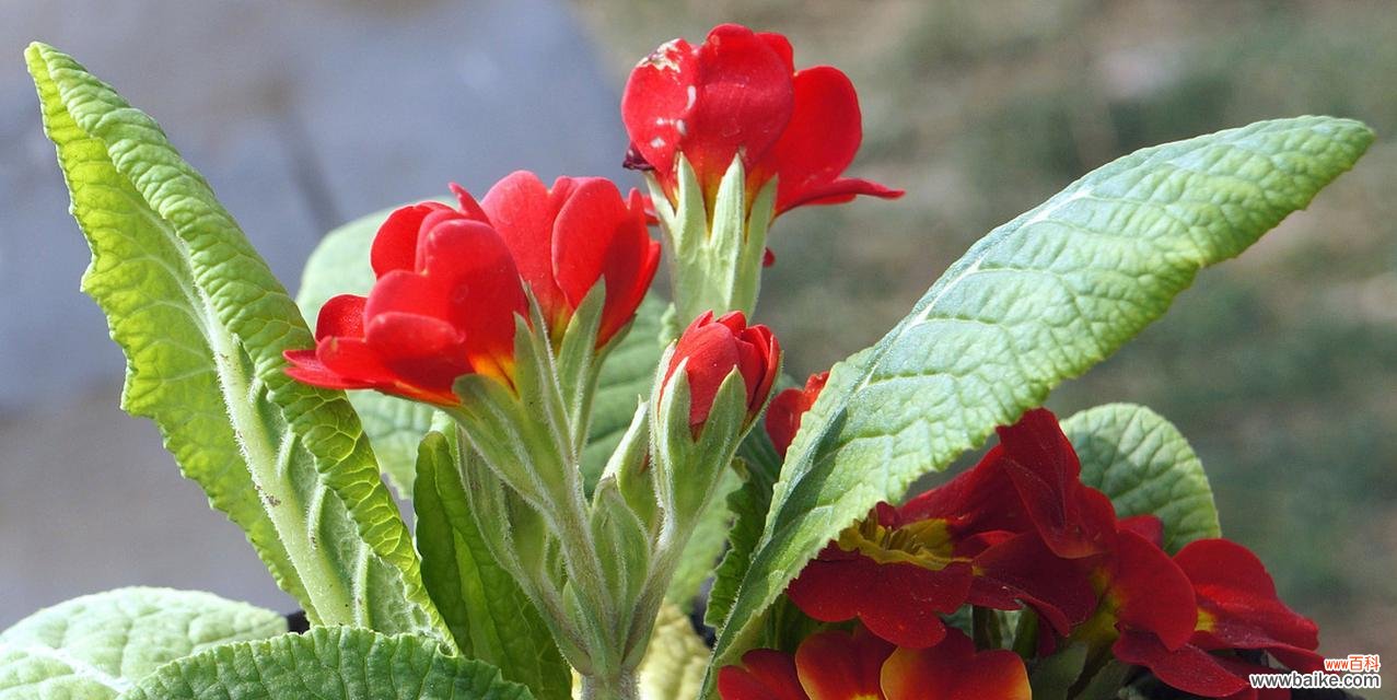 初恋的花语有哪些？哪种花代表初恋？