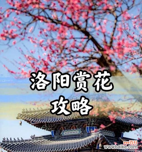 洛阳花似锦的深层含义是什么？