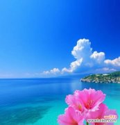 关于棣花的花语和寓意是什么？如何选择寓意好的棣花？