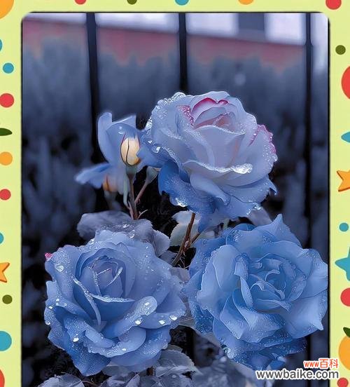 哪些花象征着星辰大海？它们的寓意是什么？