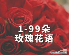 11支玫瑰的花语是什么？11支玫瑰的特别含义有哪些？