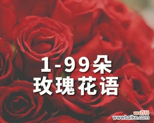 11支玫瑰的花语是什么？11支玫瑰的特别含义有哪些？