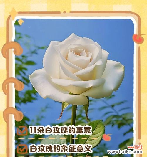 11支玫瑰的花语是什么？11支玫瑰的特别含义有哪些？