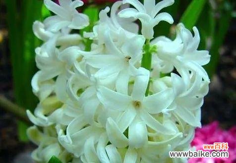 风信子花的寓意是什么？风信子花语有哪些含义？