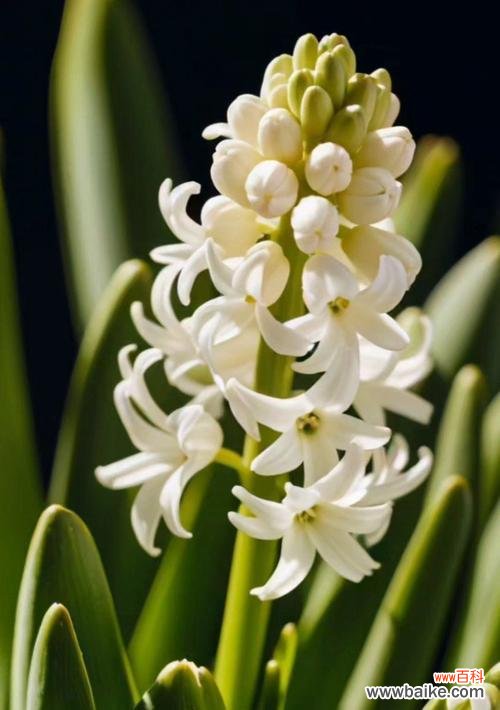 风信子花的寓意是什么？风信子花语有哪些含义？