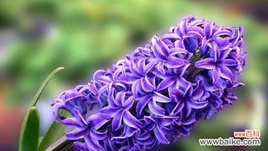 风信子花的寓意是什么？风信子花语有哪些含义？