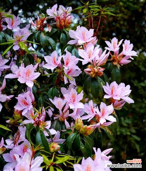 山之花的含义是什么?山花在自然界中的角色是什么?