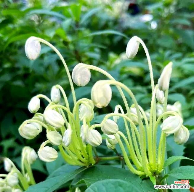 音乐与花卉象征的关联是什么？