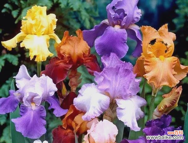 音乐与花卉象征的关联是什么？