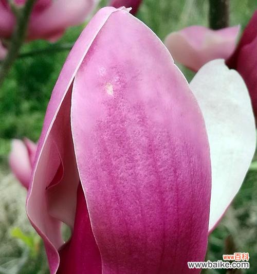 以表示幸福的花的美丽和花语为媒介,传递幸福和快乐的情感 幸福的花——花语传递幸福的力量