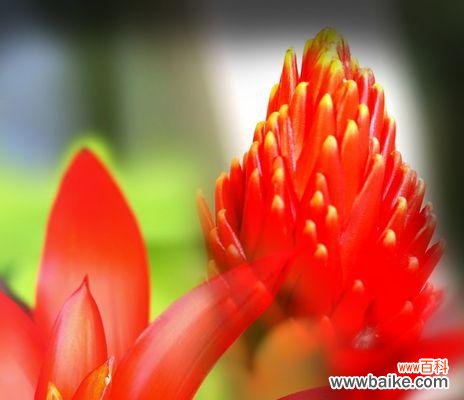 以表示幸福的花的美丽和花语为媒介,传递幸福和快乐的情感 幸福的花——花语传递幸福的力量