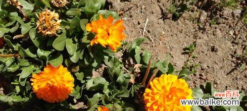 探寻勇敢花的象征意义与力量，用花言表达勇敢心灵的美丽 勇敢的花