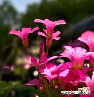 用花语传递友谊的美好时刻 友谊长存的花——传递真挚情谊的花语