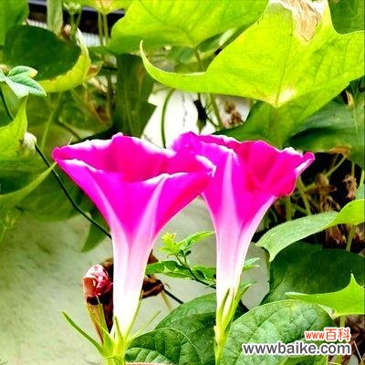 以友谊之花为媒介，彰显深厚友谊 友谊的花