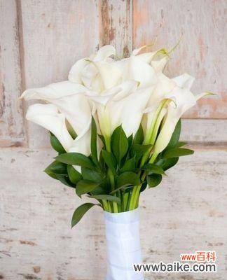 揭示真诚花的花语及其象征意义 花开真诚,意味着什么?