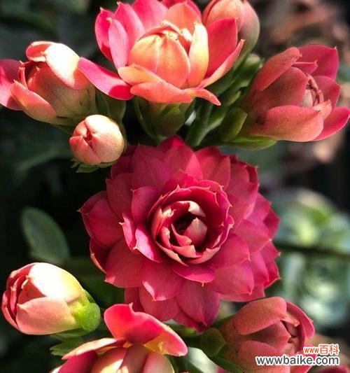 长寿花语之长寿的花有哪些?花开寿命长,人生也将长久 长寿之花