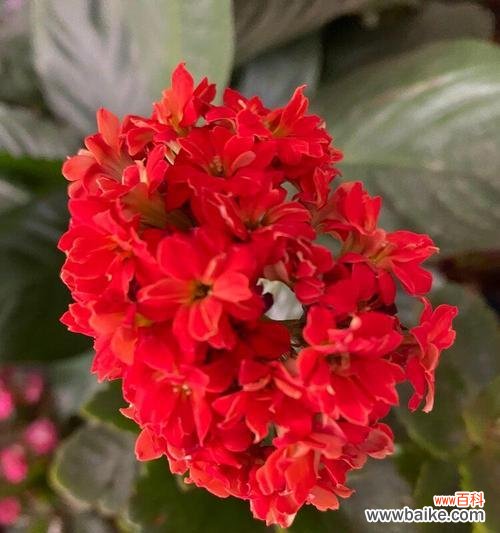 长寿花语之长寿的花有哪些?花开寿命长,人生也将长久 长寿之花