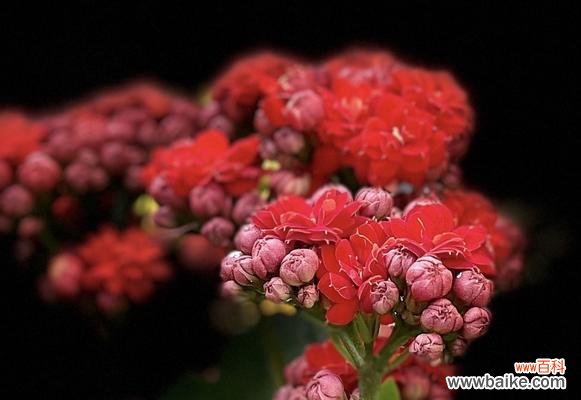 长寿花语之长寿的花有哪些?花开寿命长,人生也将长久 长寿之花