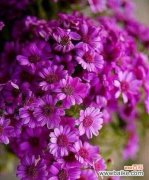 用鲜花表达再见之情，传递内心的离别之意 再见的花语