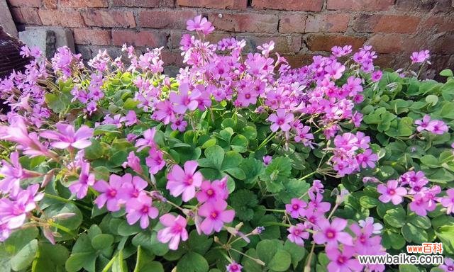 用鲜花表达再见之情,传递内心的离别之意 再见的花语