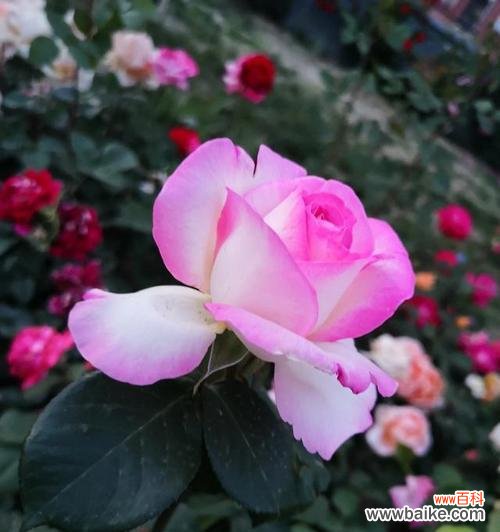 用鲜花表达再见之情,传递内心的离别之意 再见的花语