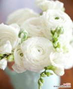 感恩、祝福、幸福，花朵的美丽语言 花语祝福