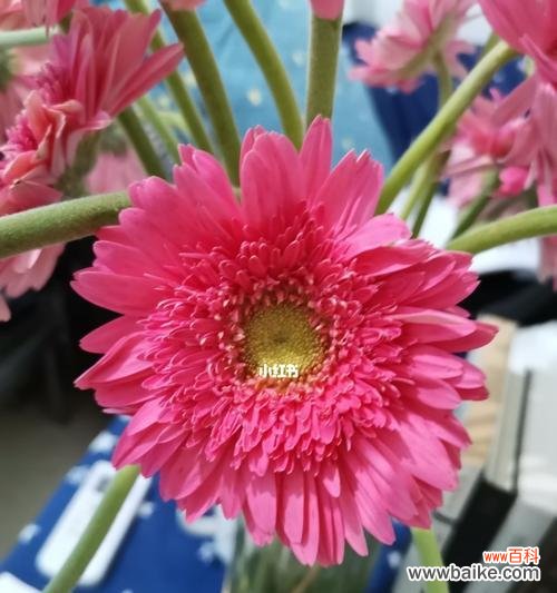 崇高花语，传递无尽敬意 尊敬崇高的花语——向崇高的花表示敬意