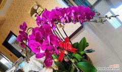 以自信之花探索美丽背后的自信密码 自信的花语