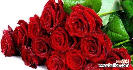 浪漫之中蕴含的诗意 97朵玫瑰花花语的浪漫寓意