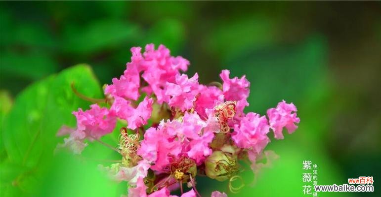 探寻紫薇花的美丽与寓意 安阳市花紫薇花的象征意义