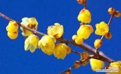 解读八瓣花的深层寓意 八瓣花的意义与象征