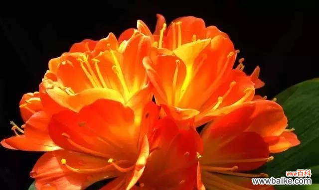 探索安庆市花的芬芳世界 安庆市花——月季的美丽与寓意