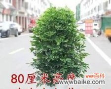 财源滚滚 八方来财树开花的祥瑞预兆