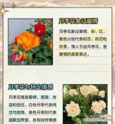 四季各自有哪些象征性的花朵？