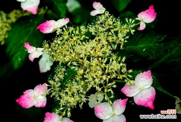 四季各自有哪些象征性的花朵？