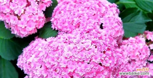 哪些花象征迷幻?探索花卉中的梦幻世界?