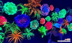 哪些花象征迷幻？探索花卉中的梦幻世界？