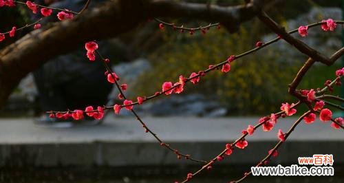 哪些花象征迷幻?探索花卉中的梦幻世界?