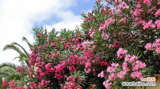 妈妈寓意好的花有哪些?送给母亲的花卉选择。