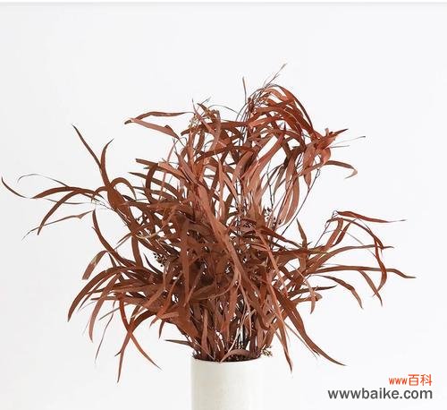 干花和假花象征着什么？它们的深层含义是什么？