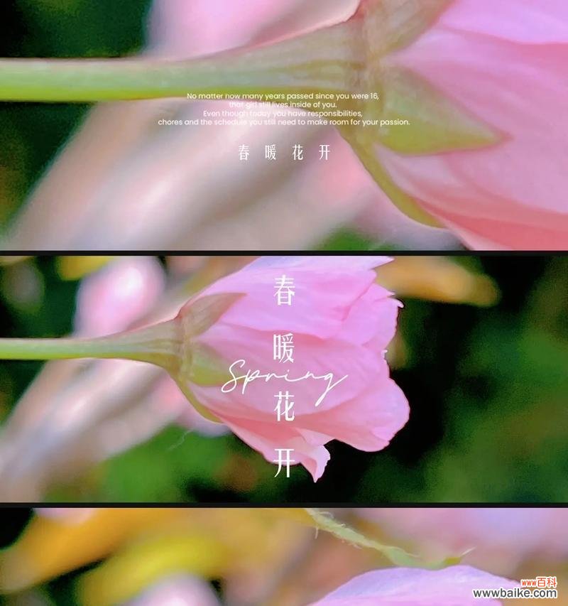 樱花的花语含义是什么？它象征着什么？