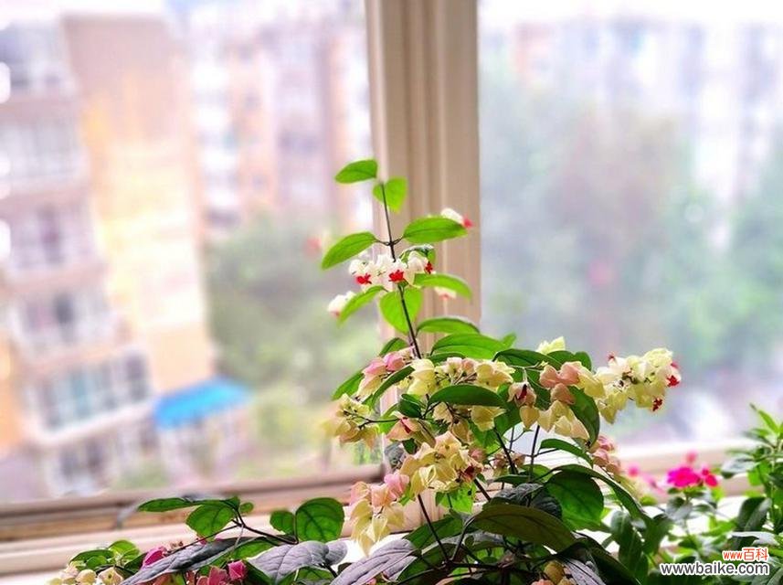 七龙珠花象征着什么?七龙珠花的寓意有哪些?