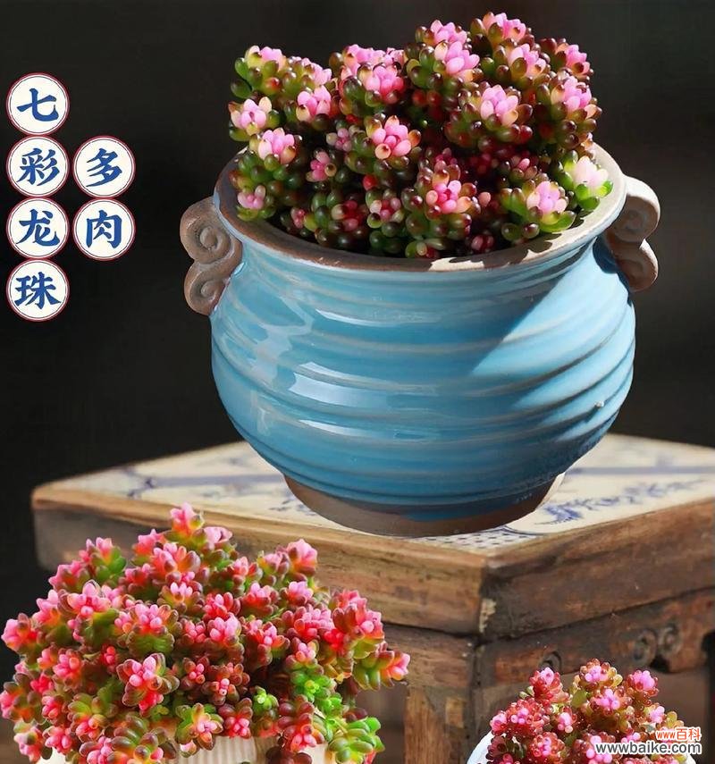 七龙珠花象征着什么?七龙珠花的寓意有哪些?