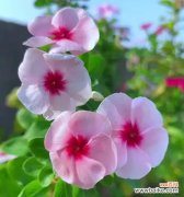 哪些花寓意宁静美好的心情？如何通过花卉营造宁静氛围？