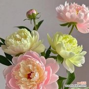 芍药花象征着什么？芍药花的寓意是什么？