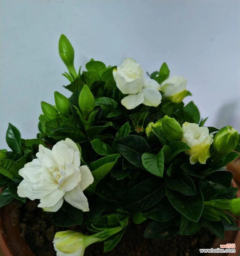 栀子花花语是什么意思？栀子花象征着什么？