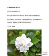 栀子花花语是什么意思？栀子花象征着什么？
